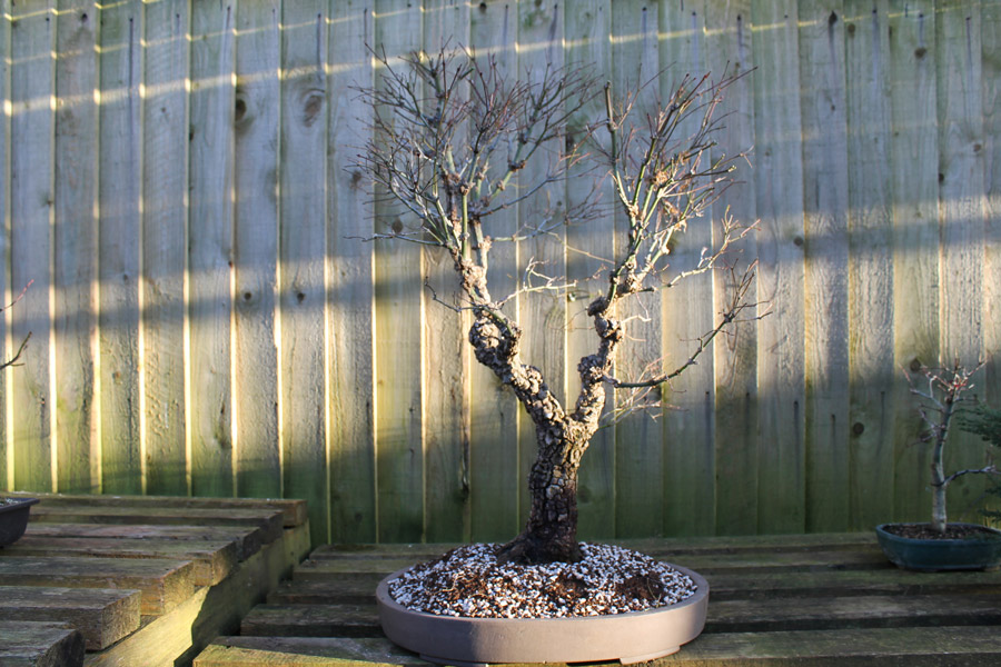 Japanese Maples Acer Palmatum Bonsai In Winter ALL THINGS BONSAI
