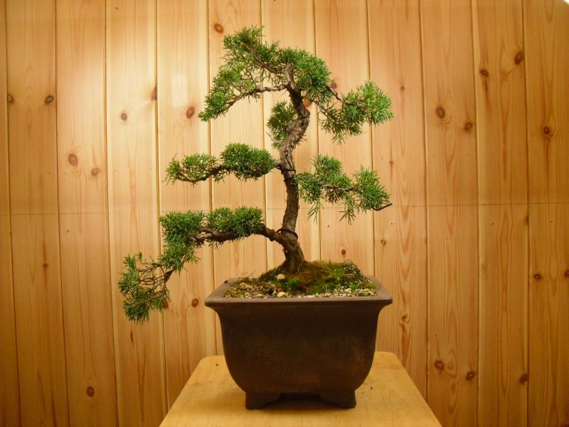 Chinese Juniper Cascade Style