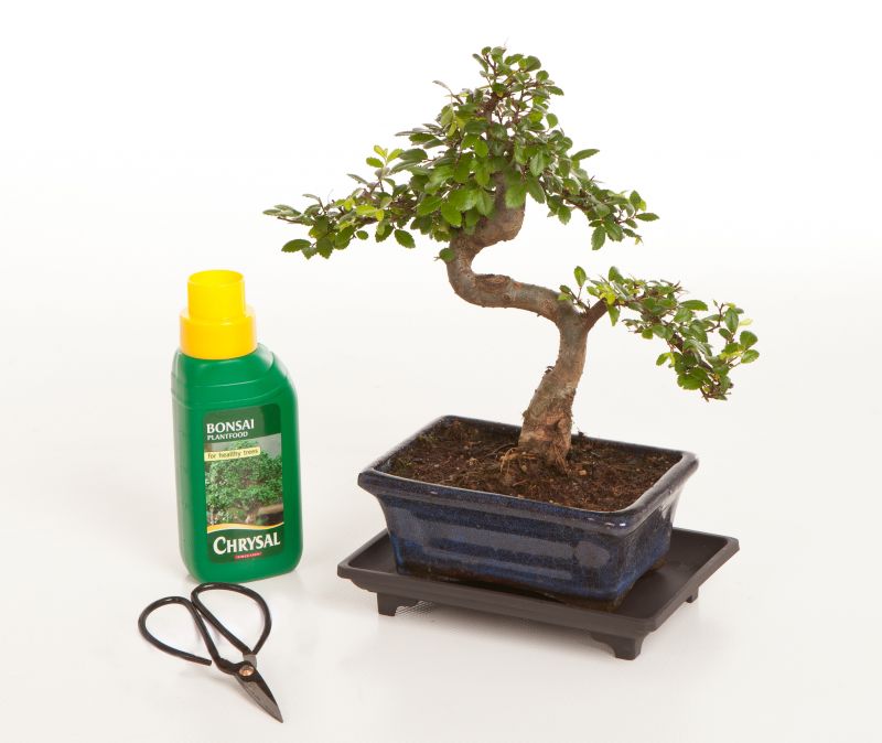 Chinese Elm Gift Set A