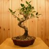 Ficus In Nice Unglazed 20cm Pots