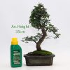 Chinese Elm Bonsai Tree 20cm Pot Plus Free Fertiliser available to buy from All Things Bonsai Sheffield Yorkshire with free UK delivery