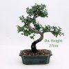 Chinese Elm Bonsai Tree 15cm Pot available to buy from All Things Bonsai Sheffield Yorkshire with free UK delivery