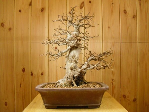 Korean Hornbeam Bonsai Tree - ALL THINGS BONSAI