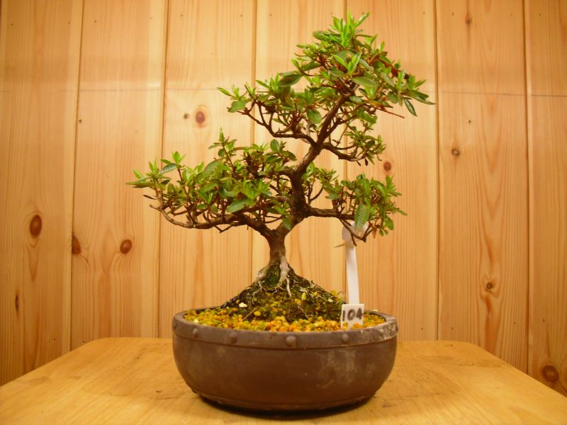 Satsuki Azalea Bonsai Tree (No.104)