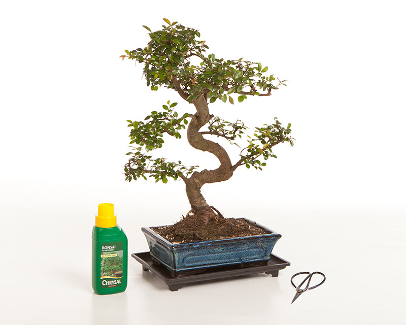 Bonsai Tree Chinese Elm from all things bonsai sheffield yorkshire with free uk delivery