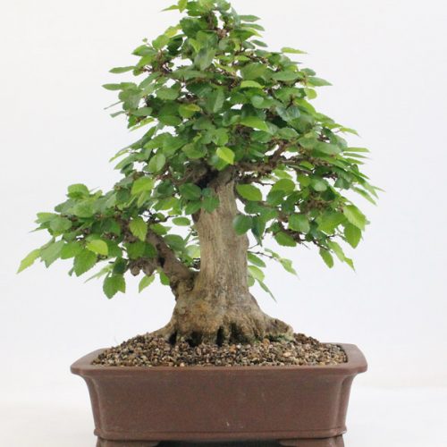 Twin trunk Korean Hornbean bonsai tree from All Things Bonsai Sheffield Yorkshire