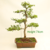 Japanese Larch Bonsai Tree from All Things Bonsai Sheffield Yorkshire UK deciduous larix