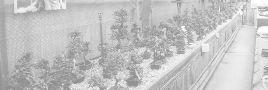 all things bonsai mini banner 2