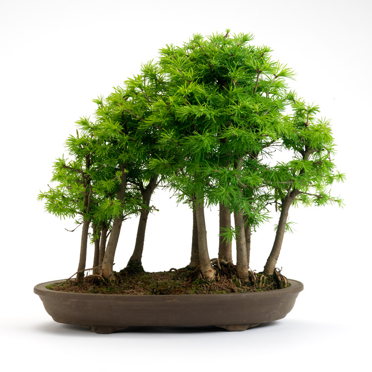New Additions Bonsai Trees