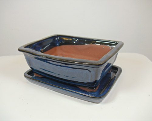 bonsai tree pot blue rectangle
