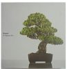 bonsai a patient art book from all things bonsai sheffield yorkshire