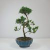 bonsai tree podocarpus from all things bonsai sheffield yorkshire