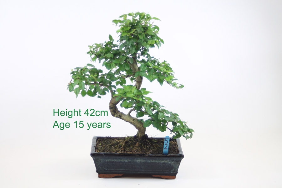 Ligustrum Bonsai Tree Number 52 ALL THINGS BONSAI