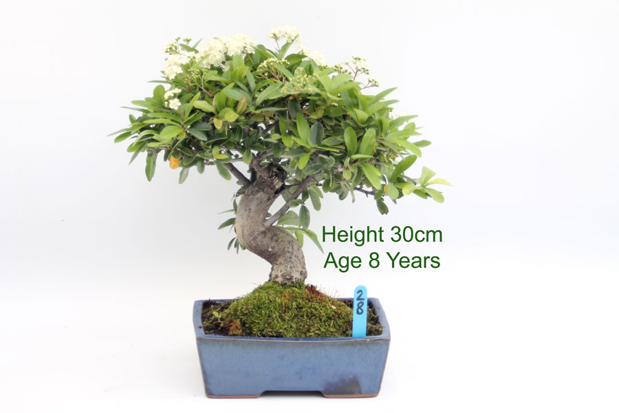 Pyracantha Flowering Bonsai Tree 8 Year Old Number 28 ALL THINGS BONSAI