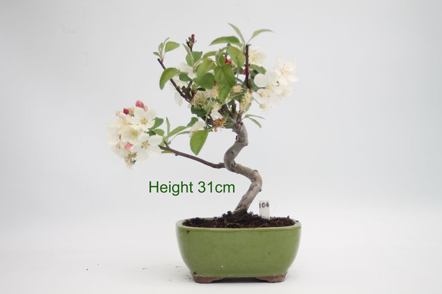 Crab Apple Flowering Bonsai Tree Number 104 ALL THINGS BONSAI