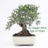 Olive Olea Bonsai Tree available to buy online from All Things Bonsai Sheffield Yorkshire with free UK delivery