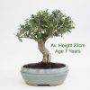 Olive Olea Bonsai Tree available to buy online from All Things Bonsai Sheffield Yorkshire with free UK delivery