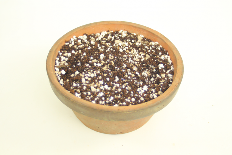 Indoor Bonsai Soil Mix ALL THINGS BONSAI
