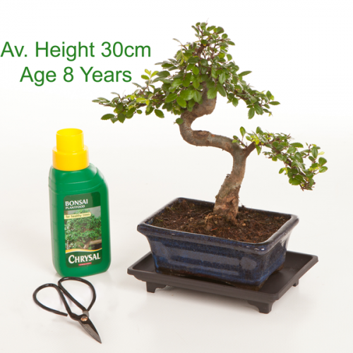 8 Year Old Chinese Elm Indoor Bonsai Tree Gift Set Available To Online From All