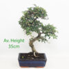 12 Year Old Chinese Elm Indoor Bonsai Tree Gift Set available to buy from All Things Bonsai Sheffield with free UK delivery