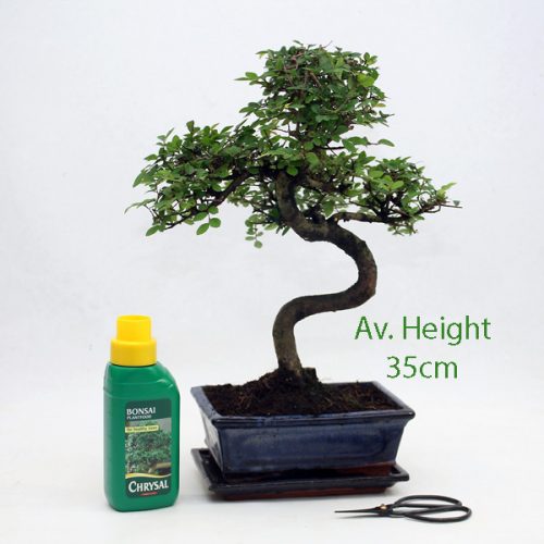 12 Year Old Chinese Elm Indoor Bonsai Tree Gift Set available to buy from All Things Bonsai Sheffield Yorkshire with free UK delivery