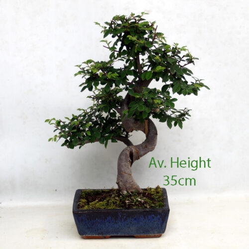 12 Year Old Chinese Elm Indoor Bonsai Tree Gift Set available to buy from All Things Bonsai Sheffield Yorkshire with free UK delivery