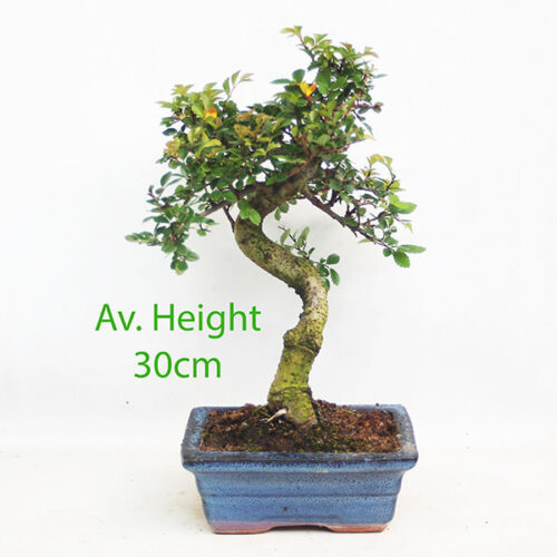 8 Year Old Chinese Elm Indoor Bonsai Tree Gift Set available to buy from All Things Bonsai with free UK delivery