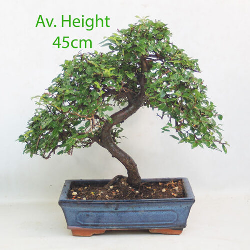 15 Year Old Chinese Elm Indoor Bonsai Tree Gift Set available to buy from All Things Bonsai with free UK Delivery