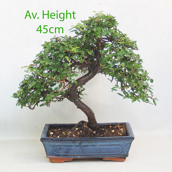 15 Year Old Chinese Elm Indoor Bonsai Tree Gift Set available to buy from All Things Bonsai with free UK Delivery