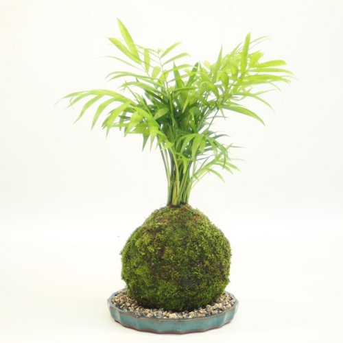 Kokedama Palm available to buy online from All Things Bonsai Sheffield Yorkshire with free UK delivery