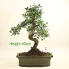 Bonsai Tree Chinese Elm indoor outdoor available to buy online from All Things Bonsai Sheffield Yorkshire with free UK delivery