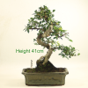 Bonsai Tree Chinese Elm indoor outdoor available to buy online from All Things Bonsai Sheffield Yorkshire with free UK delivery