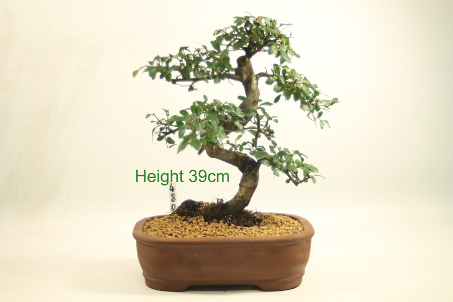 Bonsai Tree Chinese Elm indoor outdoor available to buy online from All Things Bonsai Sheffield Yorkshire with free UK delivery