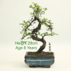 Bonsai Tree Chinese Elm indoor outdoor available to buy online from All Things Bonsai Sheffield Yorkshire with free UK delivery
