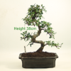Bonsai Tree Chinese Elm indoor outdoor available to buy online from All Things Bonsai Sheffield Yorkshire with free UK delivery