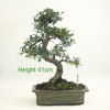 Bonsai Tree Chinese Elm indoor outdoor available to buy online from All Things Bonsai Sheffield Yorkshire with free UK delivery