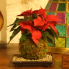 Kokedama Poinsettia at All Things Bonsai Sheffield Yorkshire available to buy online with free UK delivery