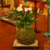 Kokedama Rose at All Things Bonsai Sheffield Yorkshire available to buy online with free UK delivery