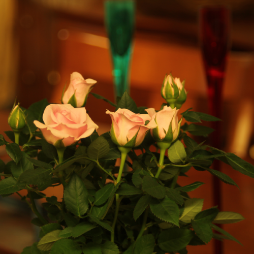 Kokedama Rose at All Things Bonsai Sheffield Yorkshire available to buy online with free UK delivery