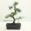 Bonsai Tree Chinese Elm indoor outdoor available to buy online from All Things Bonsai Sheffield Yorkshire with free UK delivery