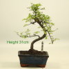 Bonsai Tree Chinese Elm indoor outdoor available to buy online from All Things Bonsai Sheffield Yorkshire with free UK delivery