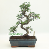 Bonsai Tree Chinese Elm indoor outdoor available to buy online from All Things Bonsai Sheffield Yorkshire with free UK delivery