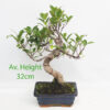 Small Ficus Indoor Bonsai Tree available to buy from All Things Bonsai Sheffield Yorkshire with free UK delivery