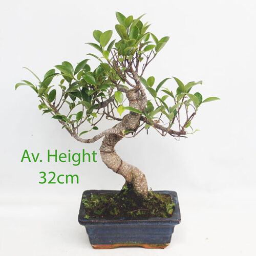Small Ficus Indoor Bonsai Tree available to buy from All Things Bonsai Sheffield Yorkshire with free UK delivery