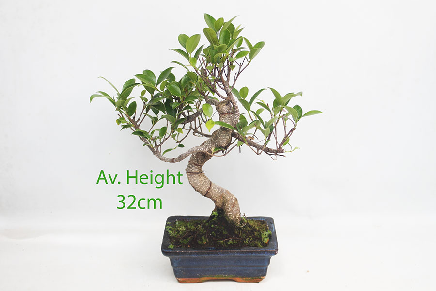 Small Ficus Indoor Bonsai Tree available to buy from All Things Bonsai Sheffield Yorkshire with free UK delivery