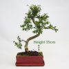 Chinese Elm Bonsai Tree Red Rectangular Pot Number 462 available to buy online from All Things Bonsai Sheffield Yorkshire with free UK delivery
