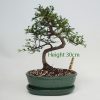 Chinese Elm Bonsai Tree Number 506 available to buy online from All Things Bonsai Sheffield Yorkshire with free UK delivery