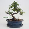 Chinese Elm Bonsai Tree Number 307 available to buy online from All Things Bonsai Sheffield Yorkshire with free UK delivery