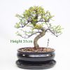 Chinese Elm Bonsai Tree Number 469 Indoor Outdoor available to buy online from All Things Bonsai Sheffield Yorkshire with free UK delivery
