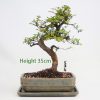 Chinese Elm Bonsai Tree Number 574 Indoor Outdoor available to buy online from All Things Bonsai Sheffield Yorkshire with free UK delivery